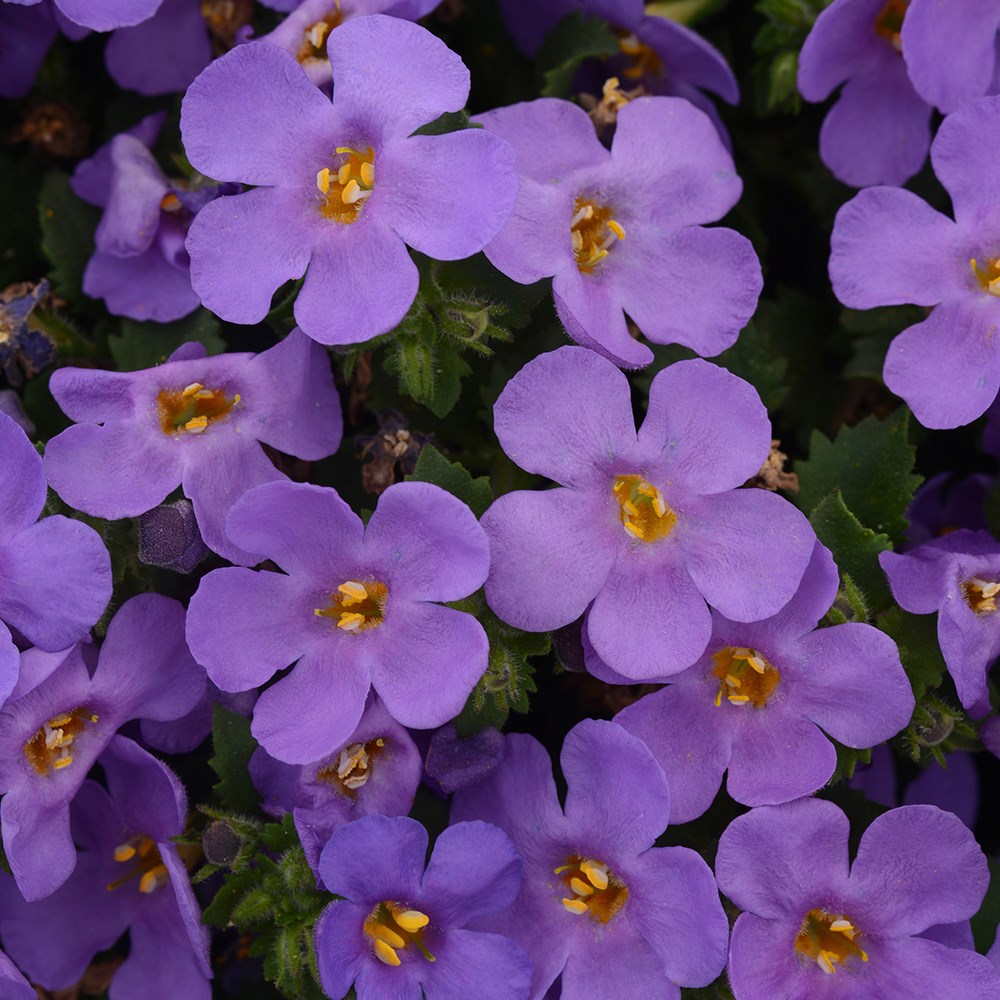 bacopa 'Megacopa Blue'