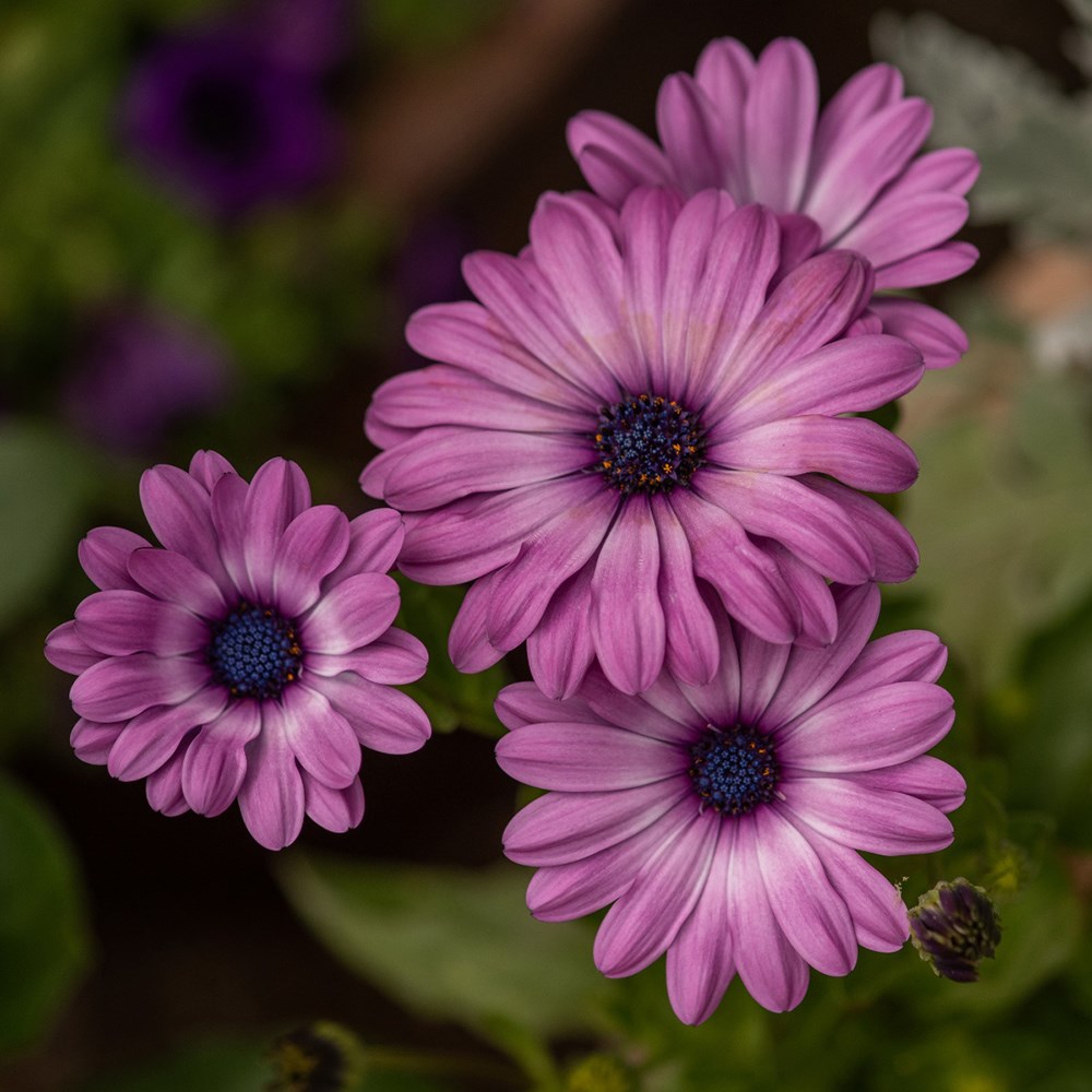 <I>Osteospermum</i> 'Akila Lavender Shades' (Akila Series)