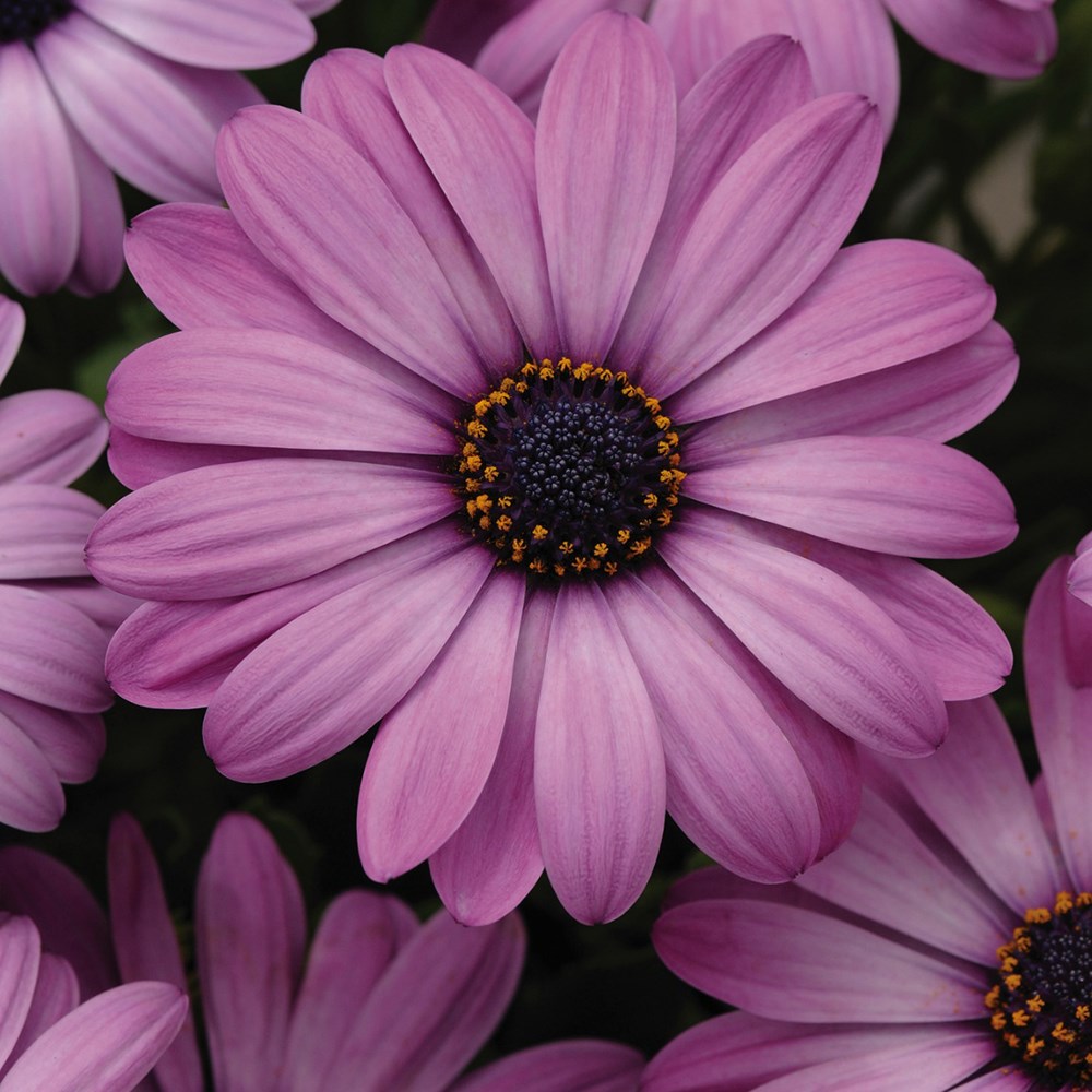<I>Osteospermum</i> 'Akila Lavender Shades' (Akila Series)
