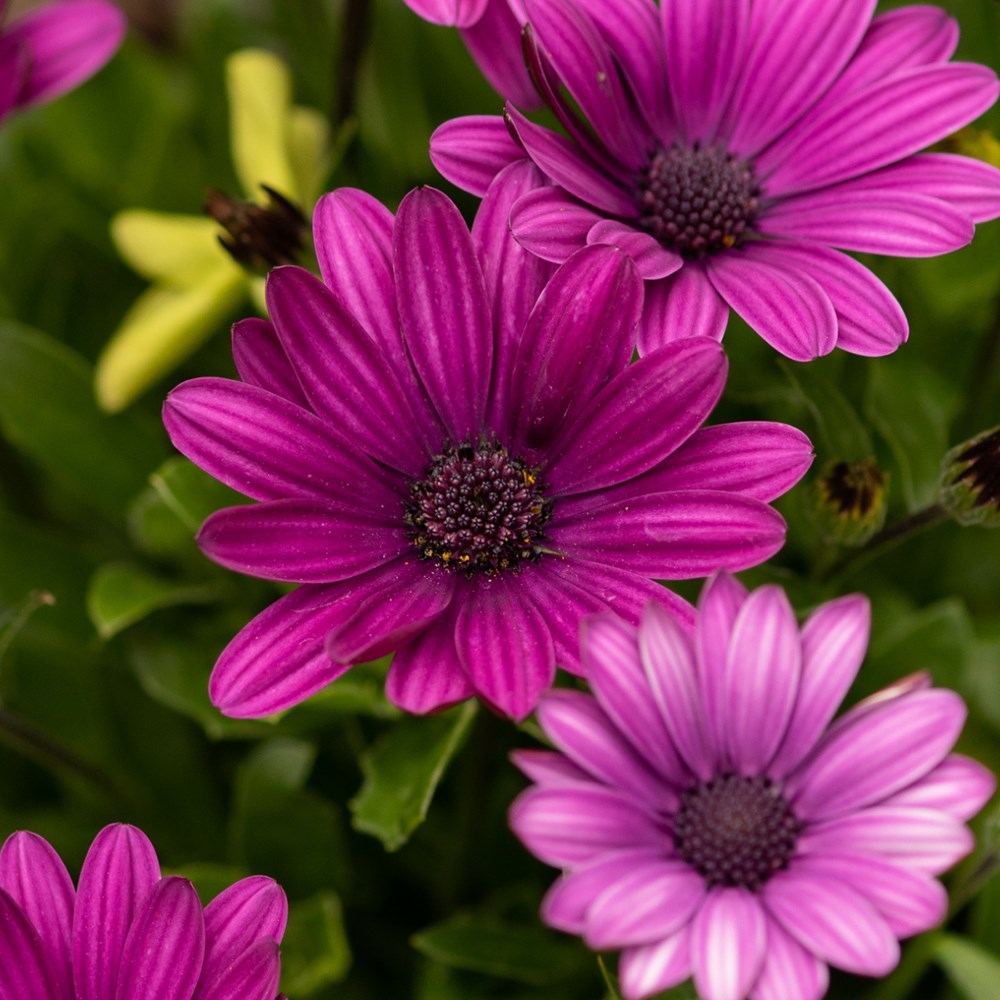 <I>Osteospermum</i> 'Akila Purple' (Akila Series)