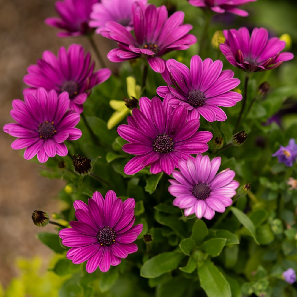 <I>Osteospermum</i> 'Akila Purple' (Akila Series)