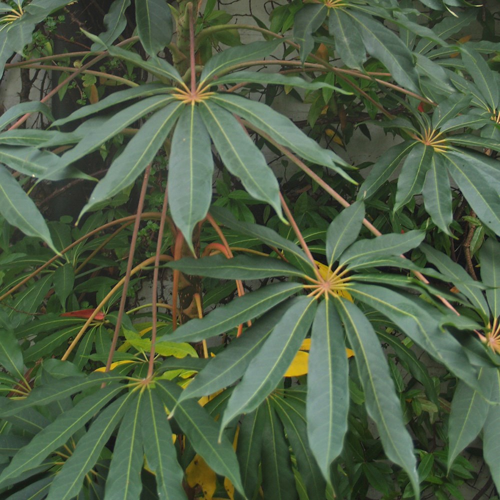 <i>Schefflera taiwaniana</i> 
