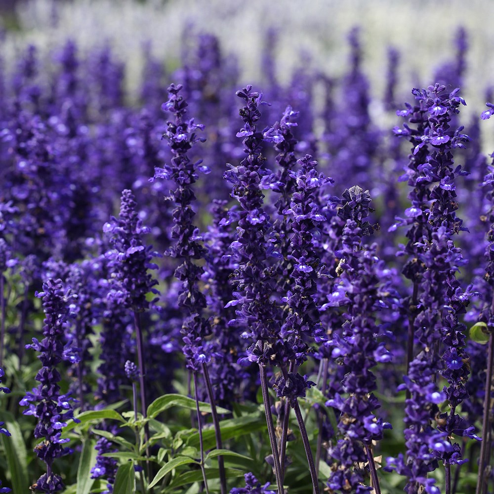 <i>Salvia</i> <b class=small-caps>Victoria Blue</b> ('Vivisal') (PBR)