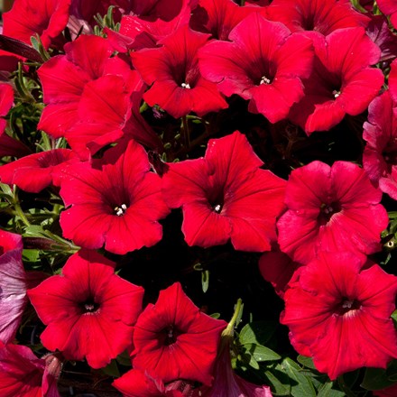 Petunia Surfinia Deep Red ('Sunsurf Akatora') (PBR) (Surfinia Series)