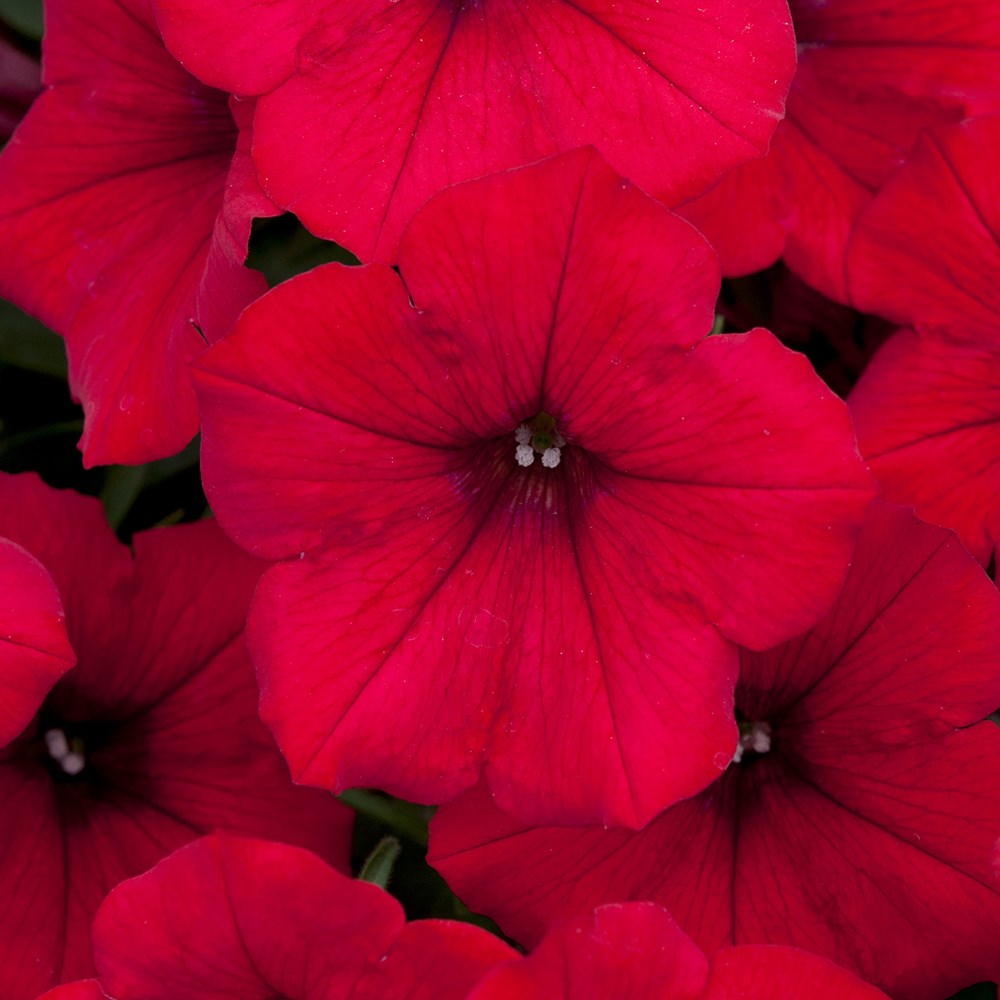 <i>Petunia</i> <b class=small-caps>Surfinia Deep Red</b> ('Sunsurf Akatora') (PBR) (Surfinia Series)