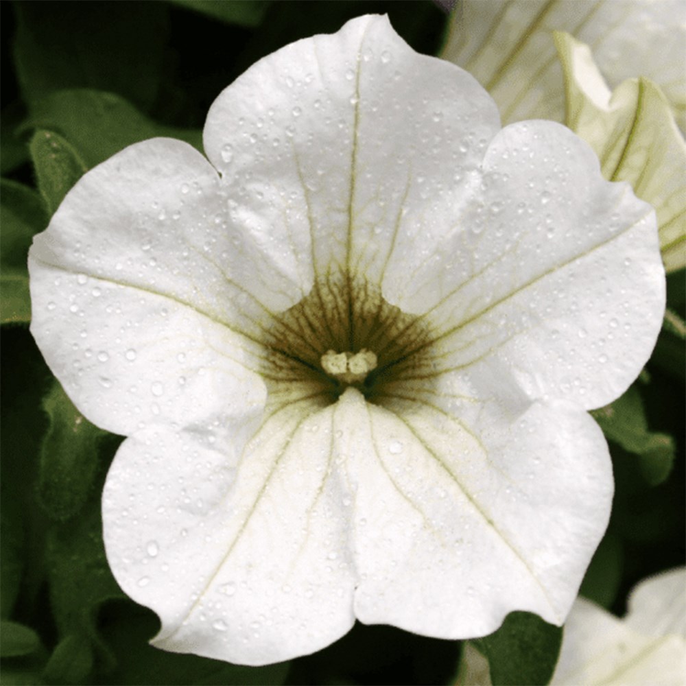 <i>Petunia</i> <b class=small-caps>Surfinia White</b> ('Kepusite') (Surfinia Series)