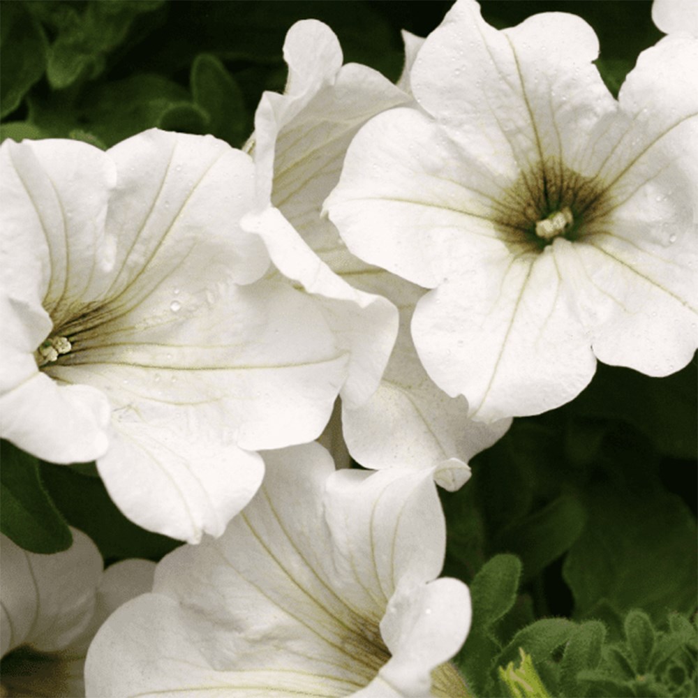 <i>Petunia</i> <b class=small-caps>Surfinia White</b> ('Kepusite') (Surfinia Series)