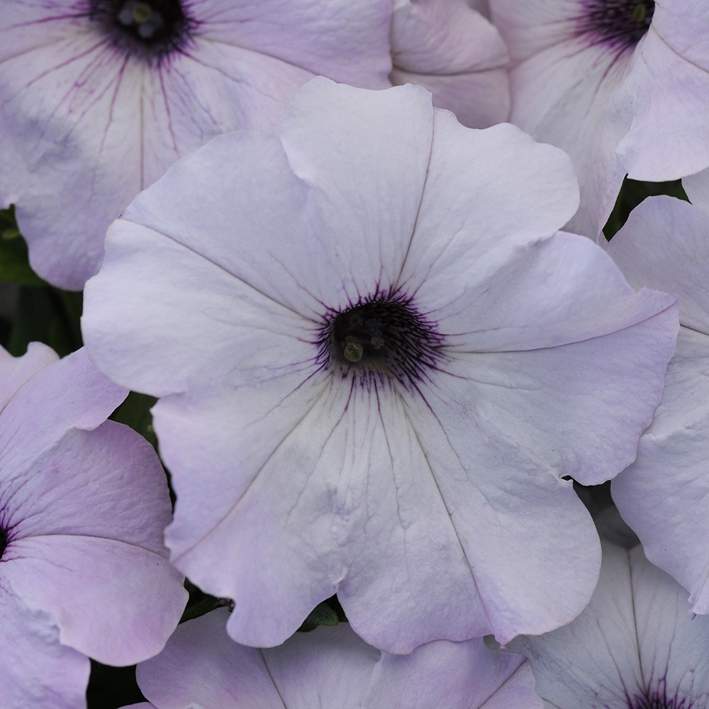 <i>Petunia</i> <b class=small-caps> Easy Wave Silver</b> ('Pas1016992') (Surfinia Series)