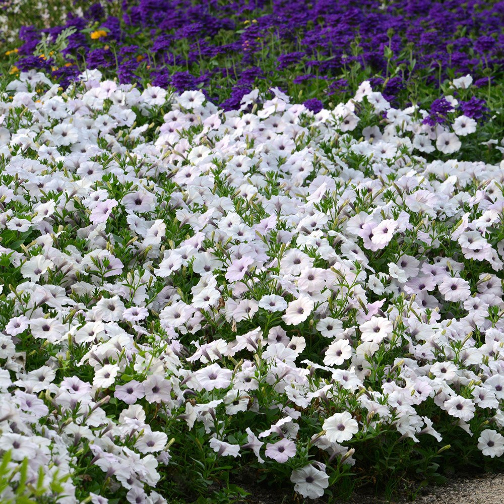 <i>Petunia</i> <b class=small-caps> Easy Wave Silver</b> ('Pas1016992') (Surfinia Series)