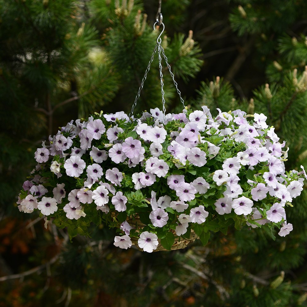 <i>Petunia</i> <b class=small-caps> Easy Wave Silver</b> ('Pas1016992') (Surfinia Series)