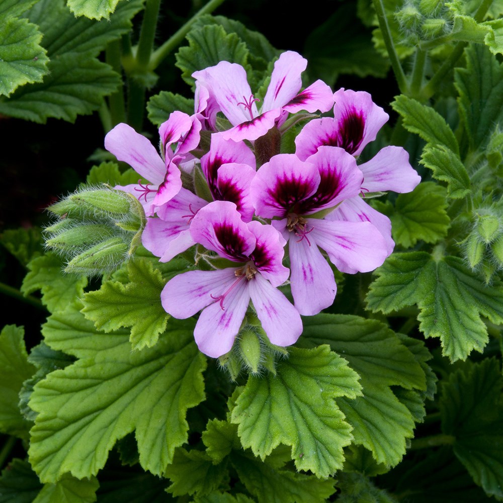 <i>Pelargonium</i> 'Orange Fizz'