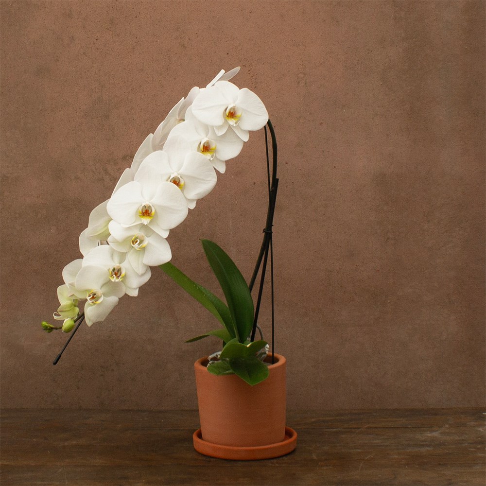 Phalaenopsis Formidablo Niagra Falls | Orchid