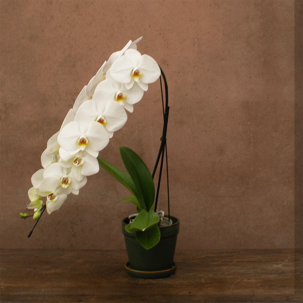 Phalaenopsis Formidablo Niagra Falls | Orchid