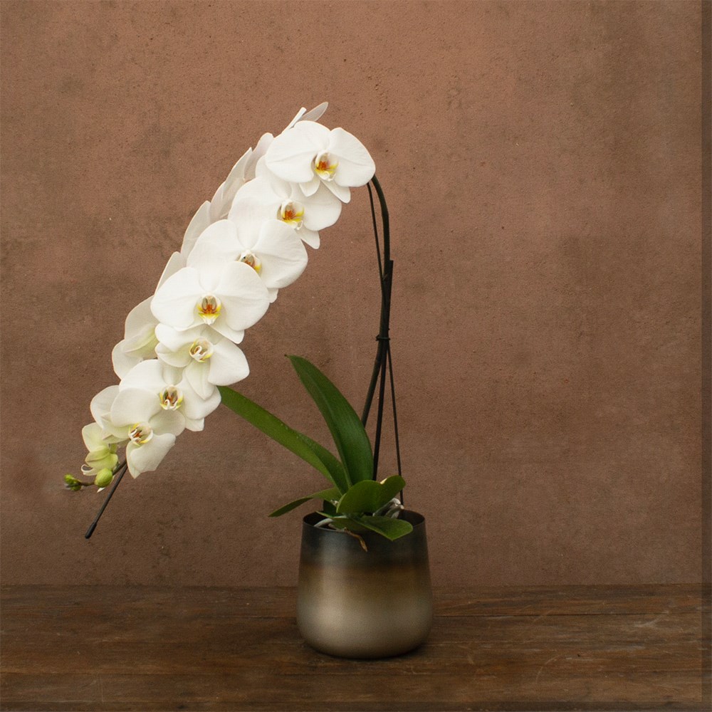 Phalaenopsis Formidablo Niagra Falls | Orchid