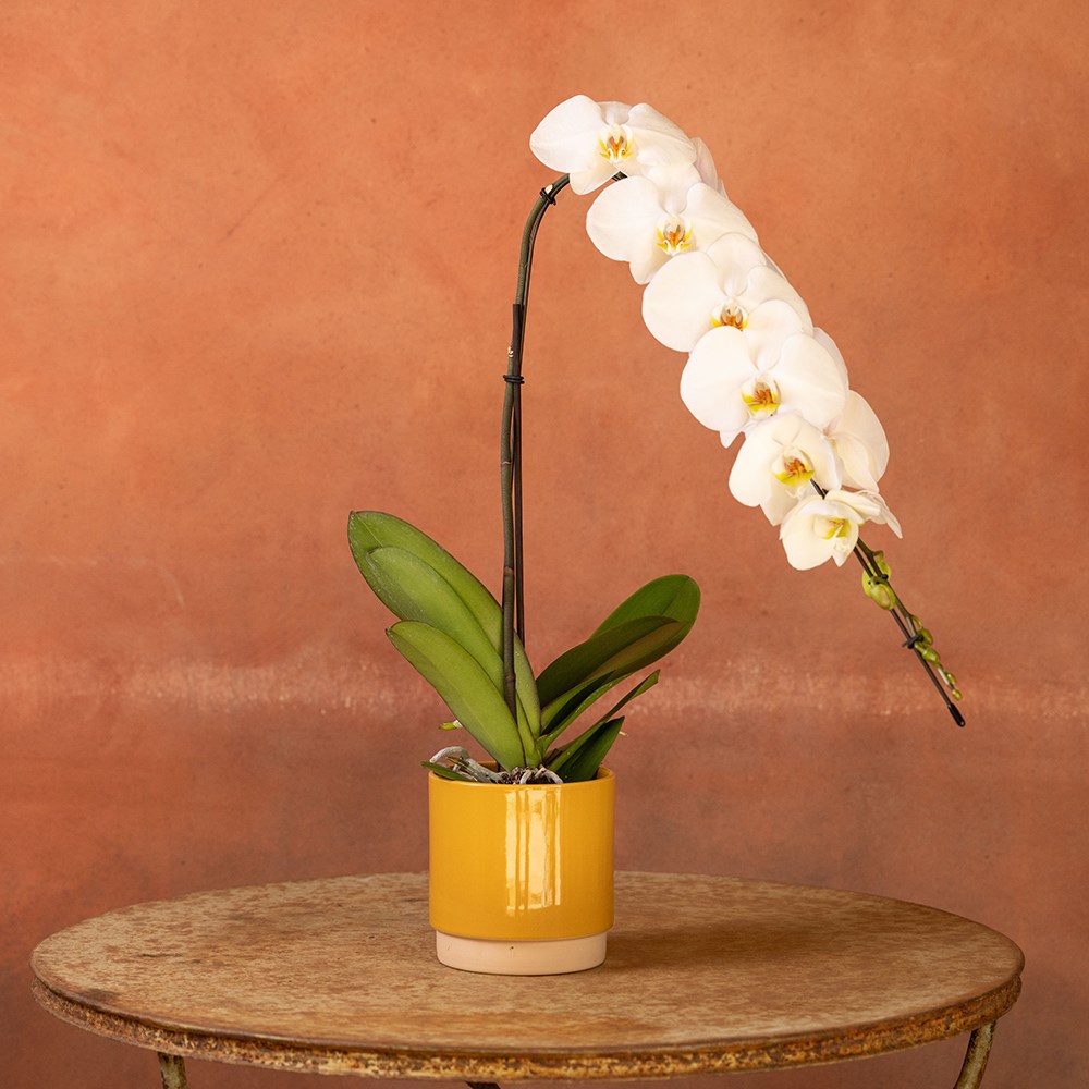 Phalaenopsis Formidablo Niagra Falls | Orchid