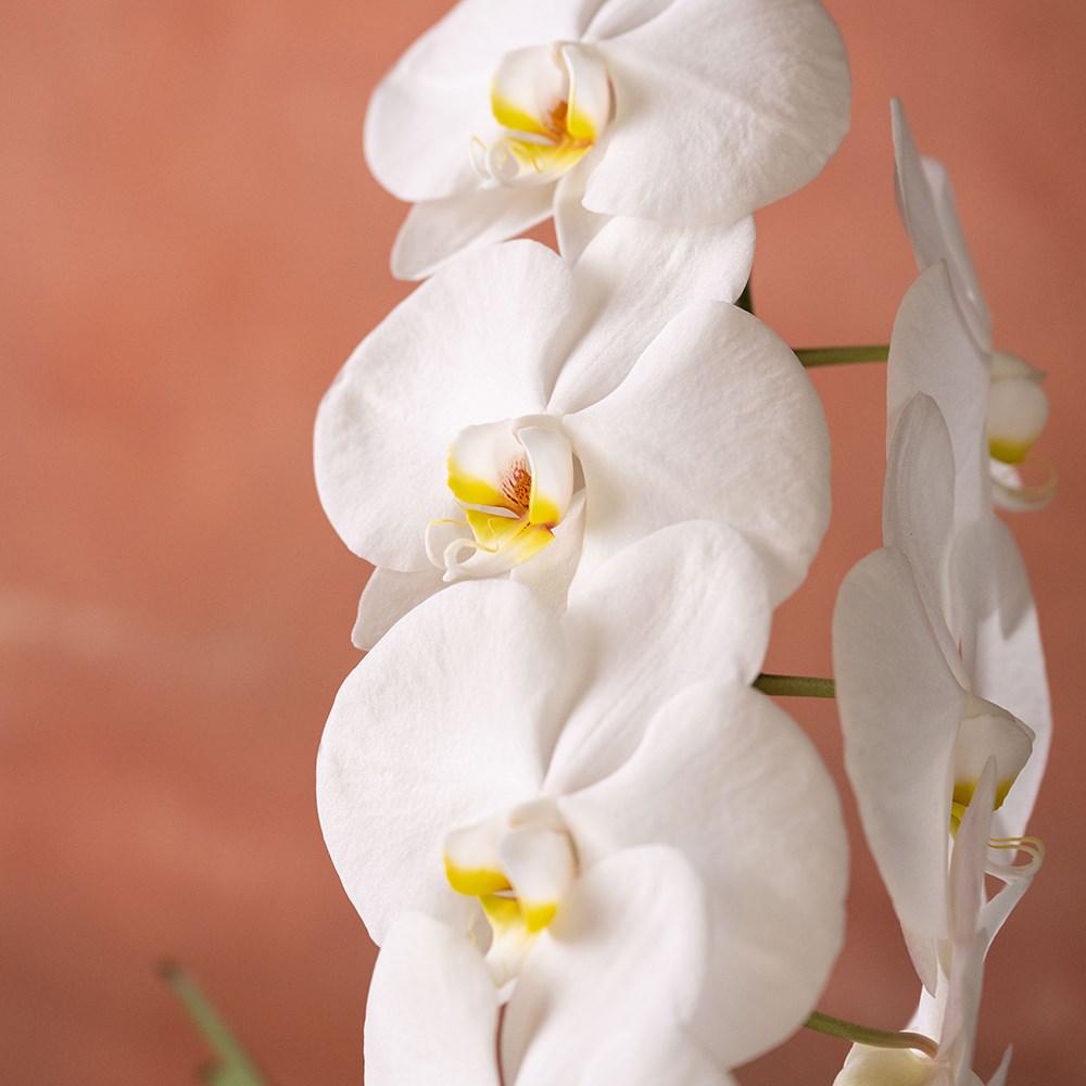 Phalaenopsis Formidablo Niagra Falls | Orchid