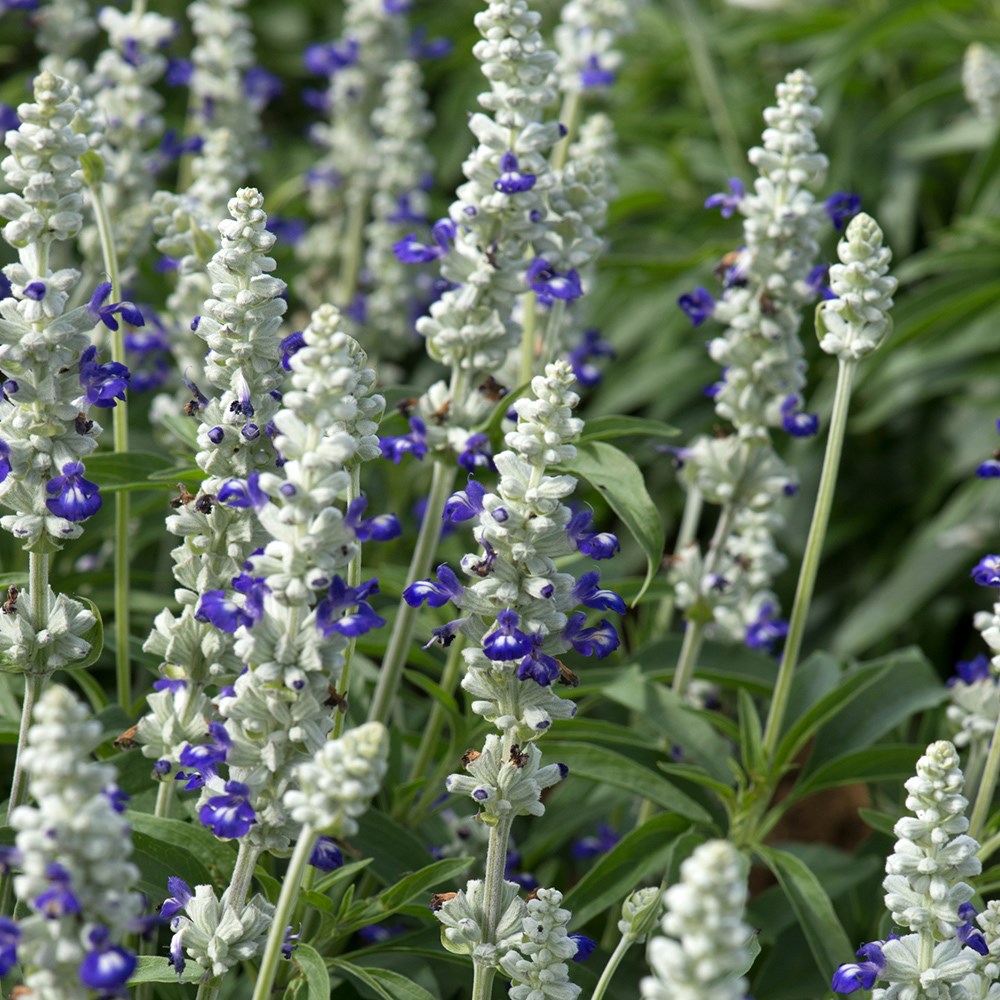 <i>Salvia farinacea</i> 'Victoria Blue Bicolour'