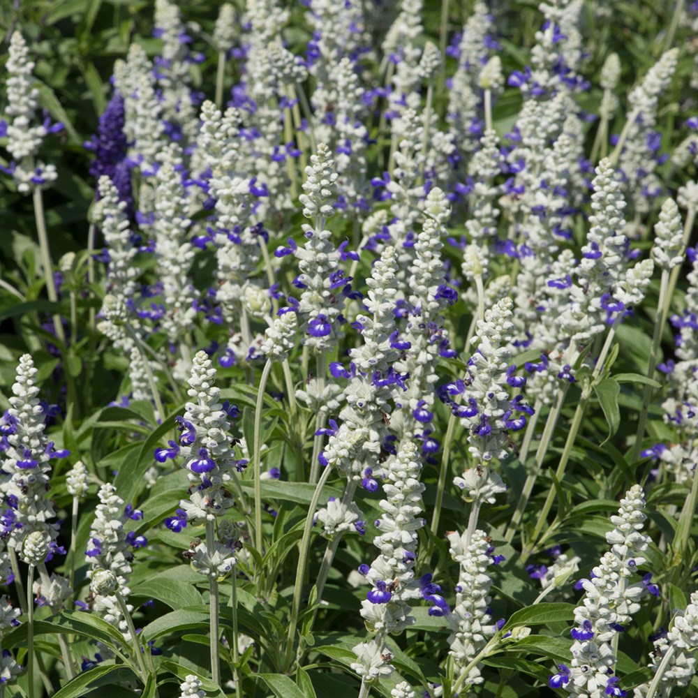 <i>Salvia farinacea</i> 'Victoria Blue Bicolour'