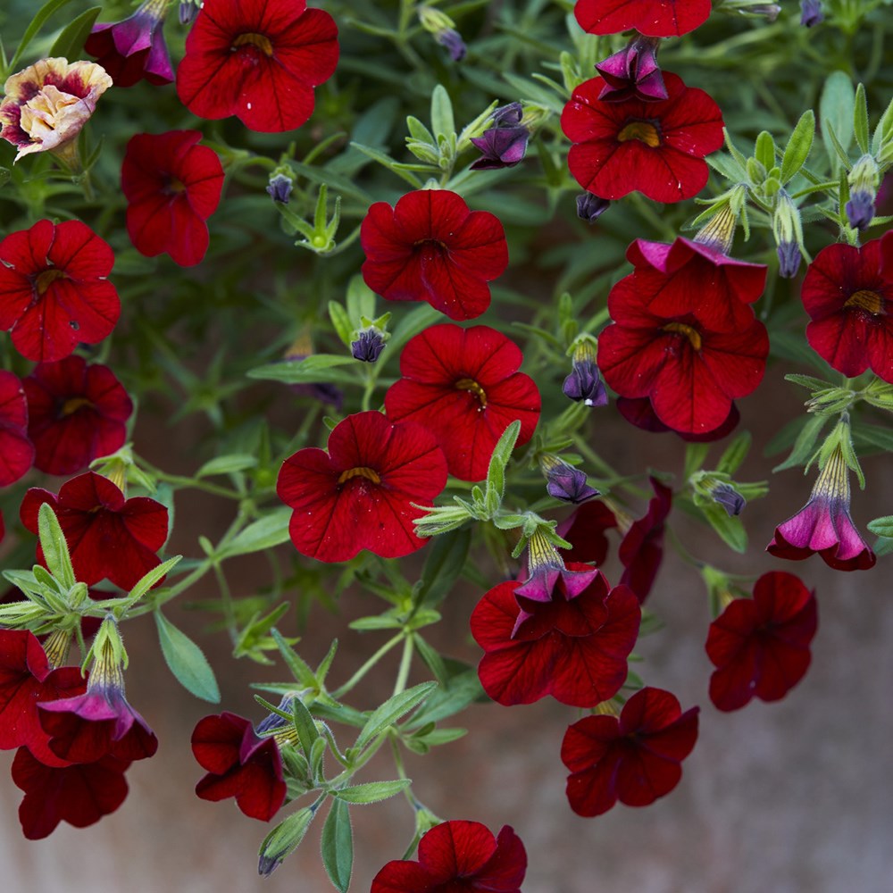 <i>Calibrachoa</i> <b class=small-caps>Cabaret Bright Red</b> ('Balcabrite') (PBR) (Cabaret Series)