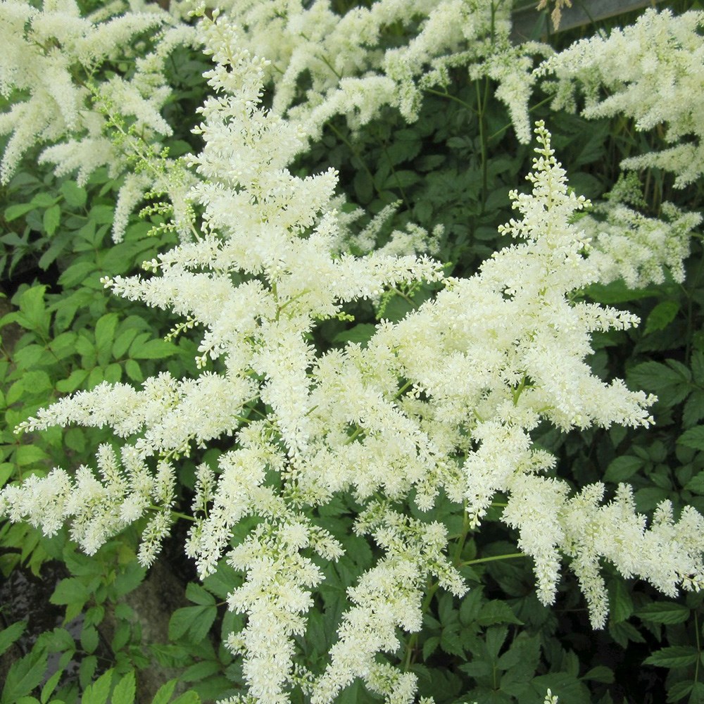 <i>Astilbe</i> 'White'