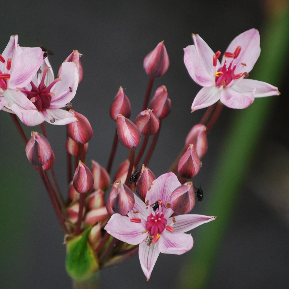 <i>Butomus umbellatus</i> 