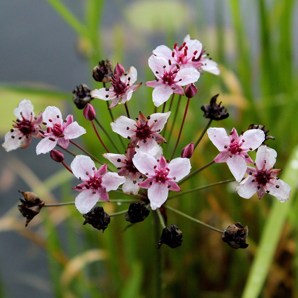 <i>Butomus umbellatus</i> 