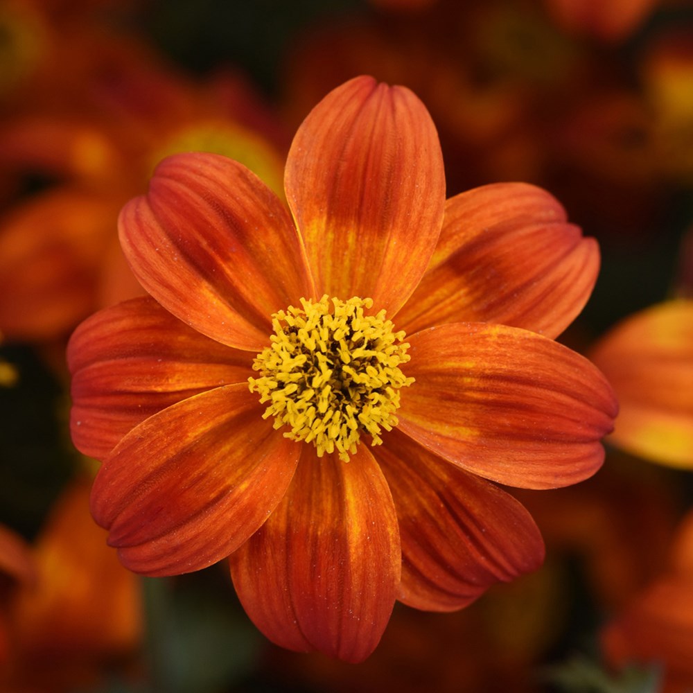 <i>Bidens ferulifolia</i> <b class=small-caps>Bee Happy Red</b> ('Baleehedi') (Bee Happy Series)