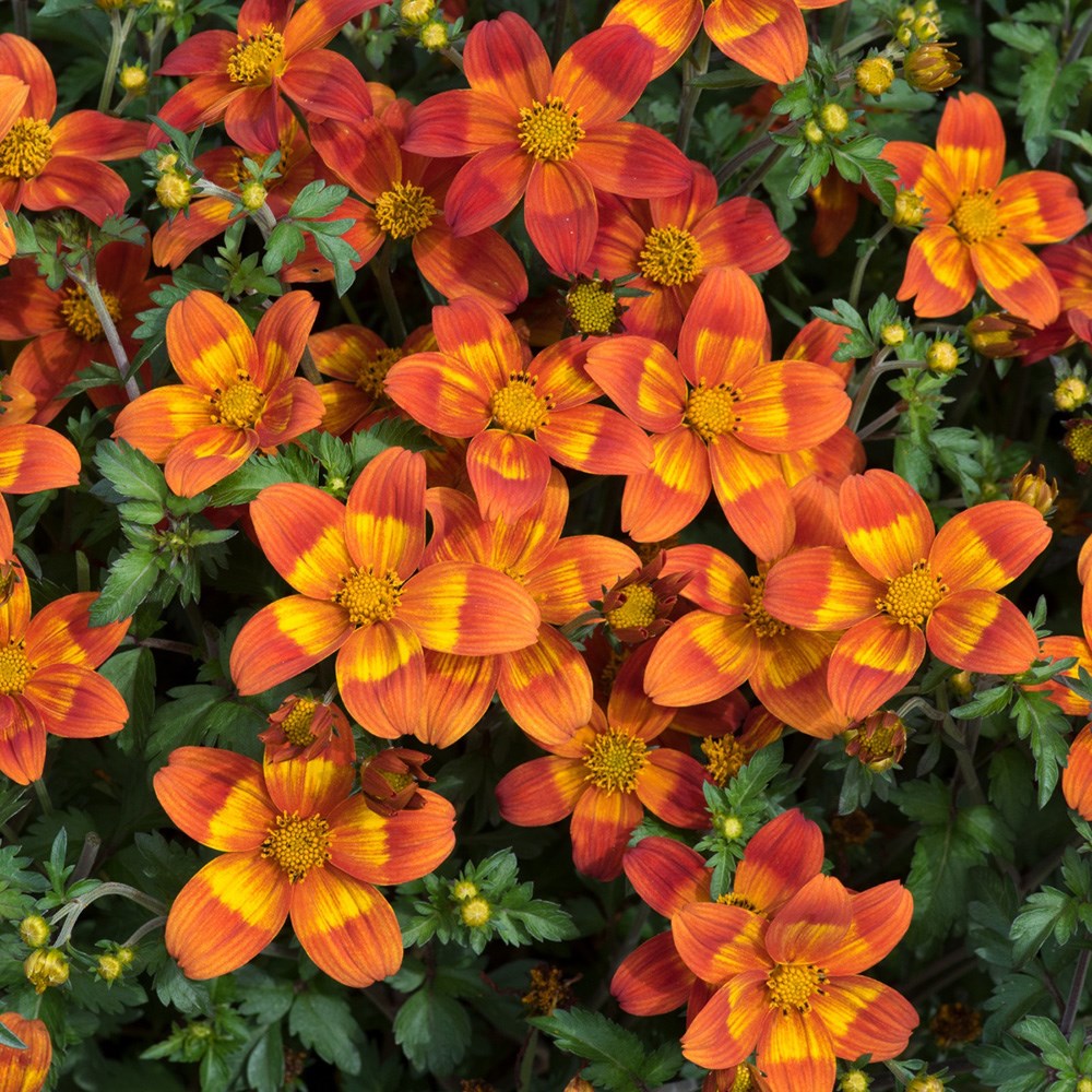 <i>Bidens ferulifolia</i> <b class=small-caps>Bee Happy Red</b> ('Baleehedi') (Bee Happy Series)
