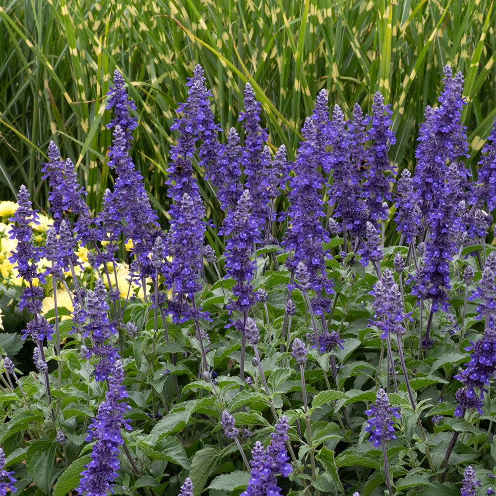 <i>Salvia</i> <b class=small-caps>Mystic Spires Blue</b> ('Balsalmisp')