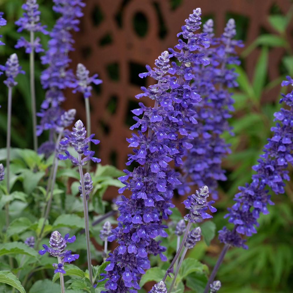 <i>Salvia</i> <b class=small-caps>Mystic Spires Blue</b> ('Balsalmisp')