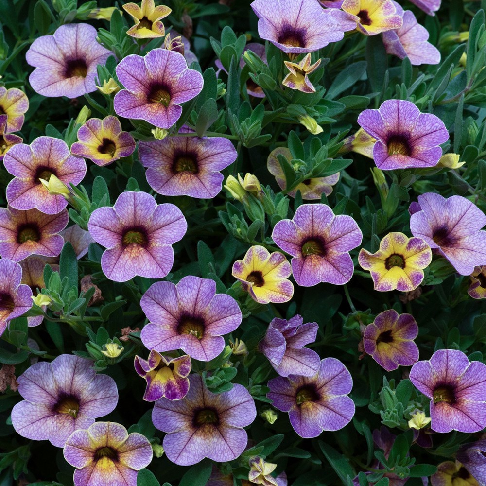 <I>Calibrachoa</i> <b class=small-caps>Chameleon Blueberry Scone</b> ('Wescachablusc')