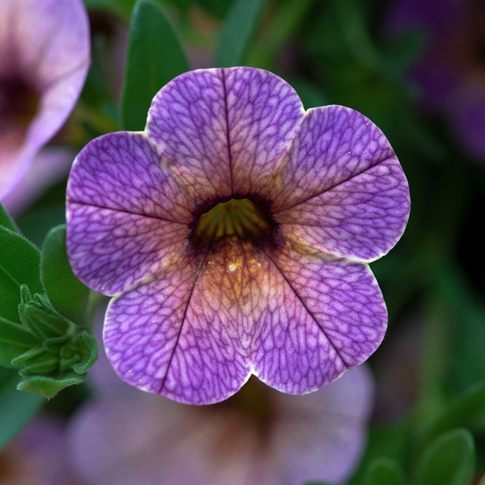 <I>Calibrachoa</i> <b class=small-caps>Chameleon Blueberry Scone</b> ('Wescachablusc')