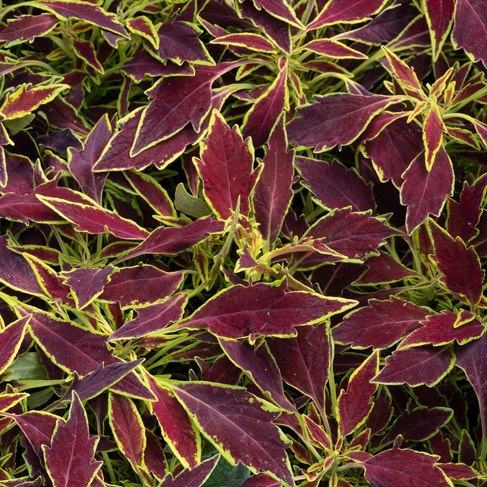 <i>Coleus</i> 'Flamethrower Serrano' (Flamethrower Series)