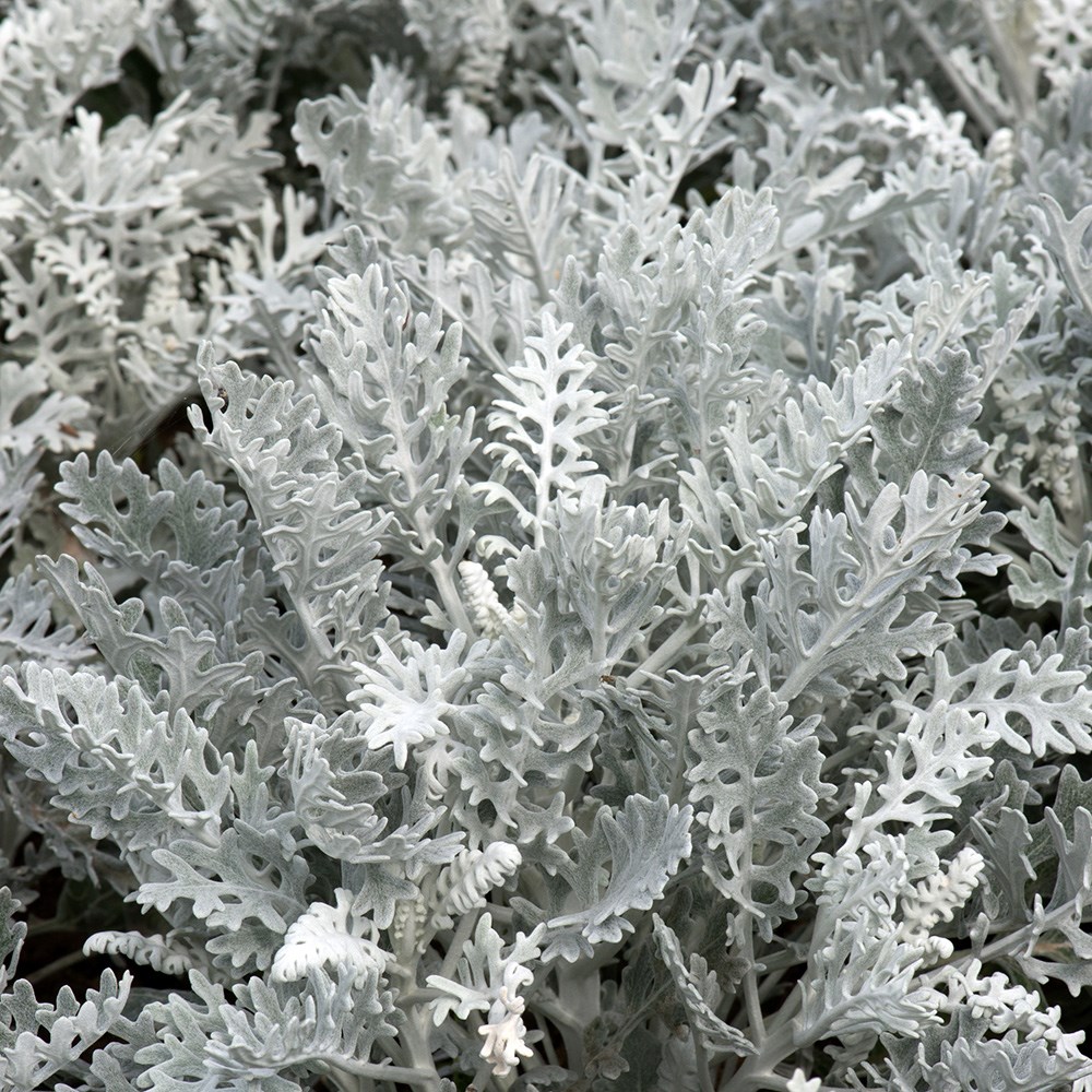 <i>Jacobaea maritima</i> 'Silver Dust'