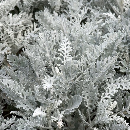 <i>Jacobaea maritima</i> 'Silver Dust'