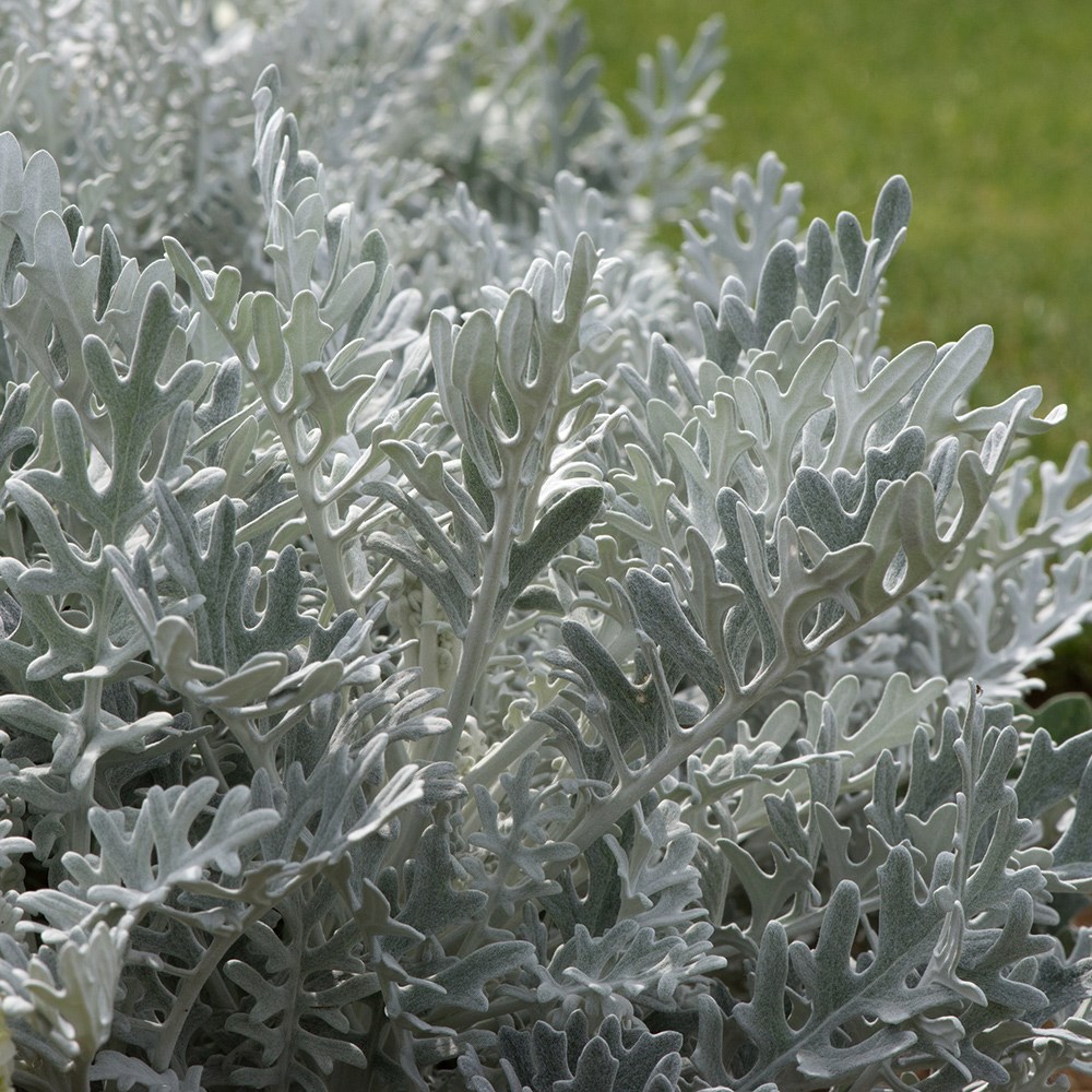 <i>Jacobaea maritima</i> 'Silver Dust'