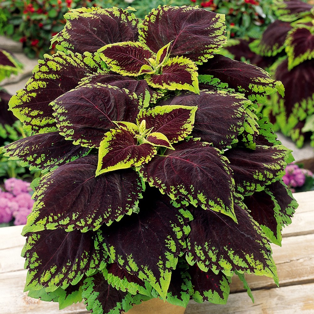 <i>Coleus</i> <b class=small-caps>Kong Scarlet</b> ('Kakegawa Ce13') (Kong Series)