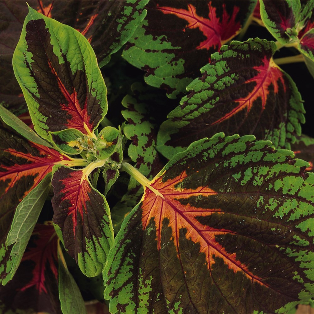 <i>Coleus</i> <b class=small-caps>Kong Scarlet</b> ('Kakegawa Ce13') (Kong Series)
