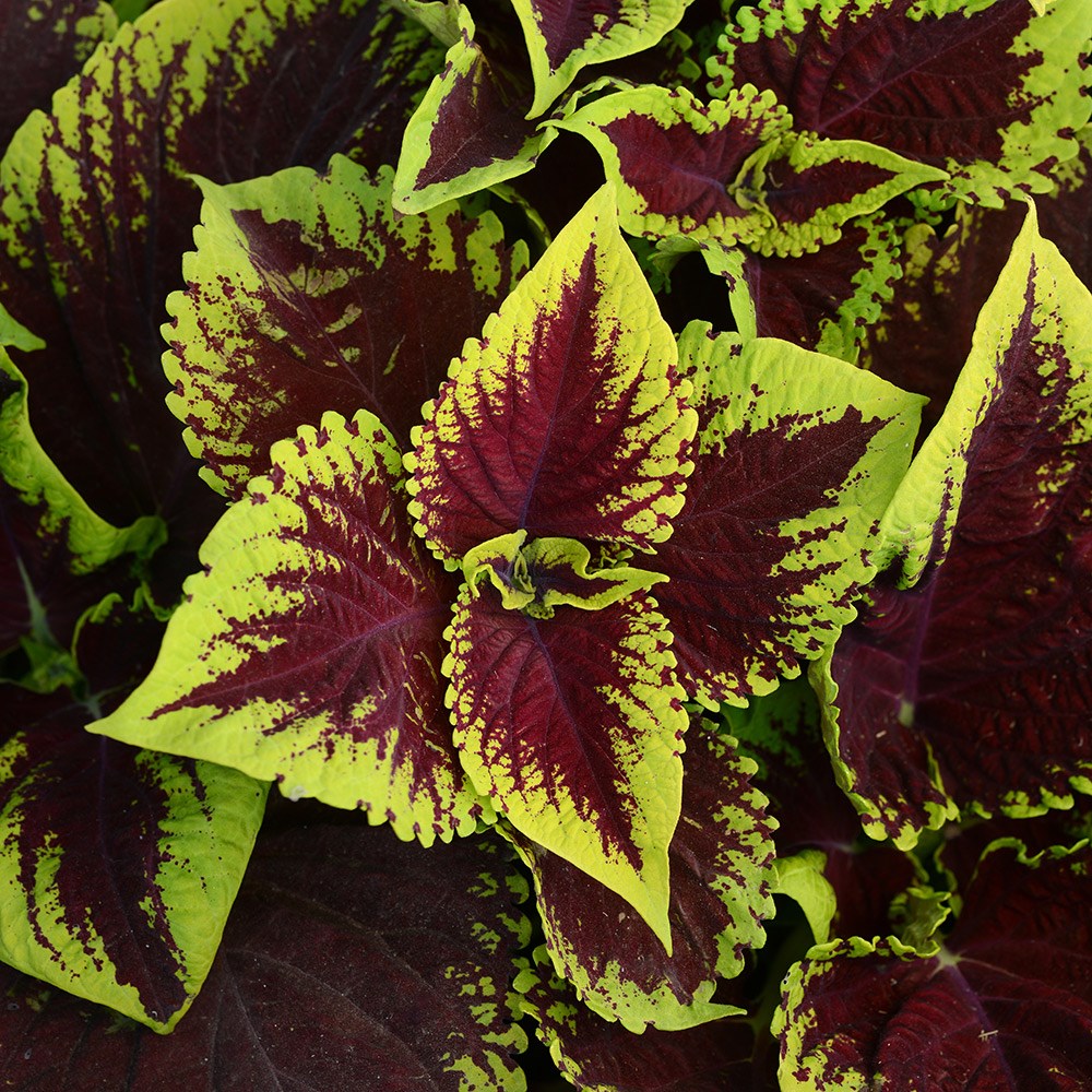 <i>Coleus</i> <b class=small-caps>Kong Scarlet</b> ('Kakegawa Ce13') (Kong Series)