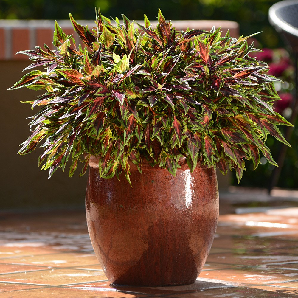 <i>Coleus scutellarioides</i> 'Flamethrower Chilli Pepper' (Flamethrower Series)