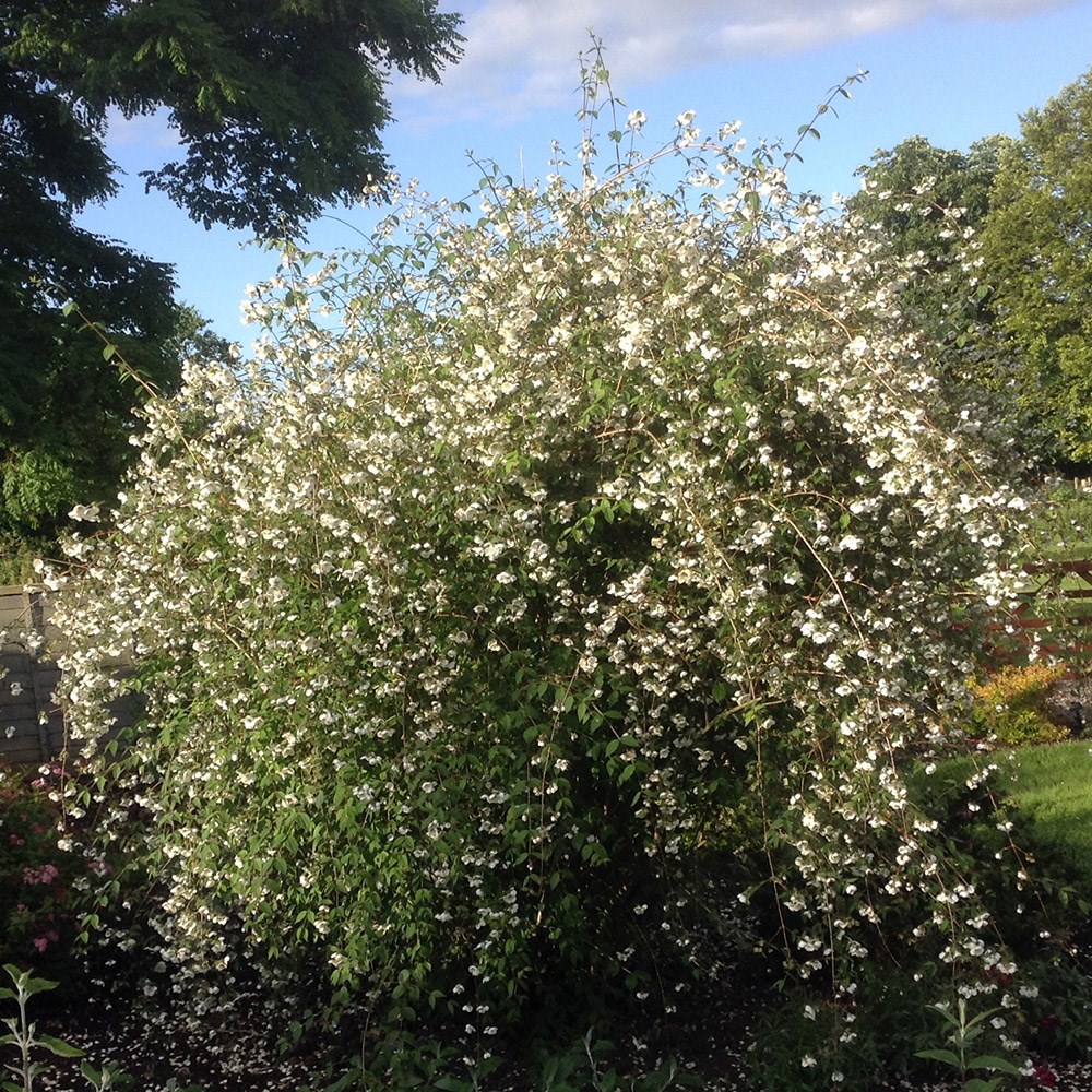 <i>Philadelphus</i> 'Fragrant Falls'