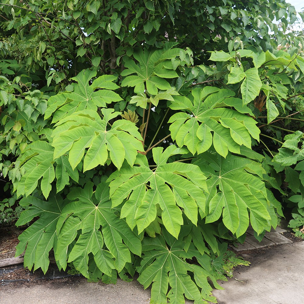 <i>Tetrapanax papyrifer</i> 'Rex'