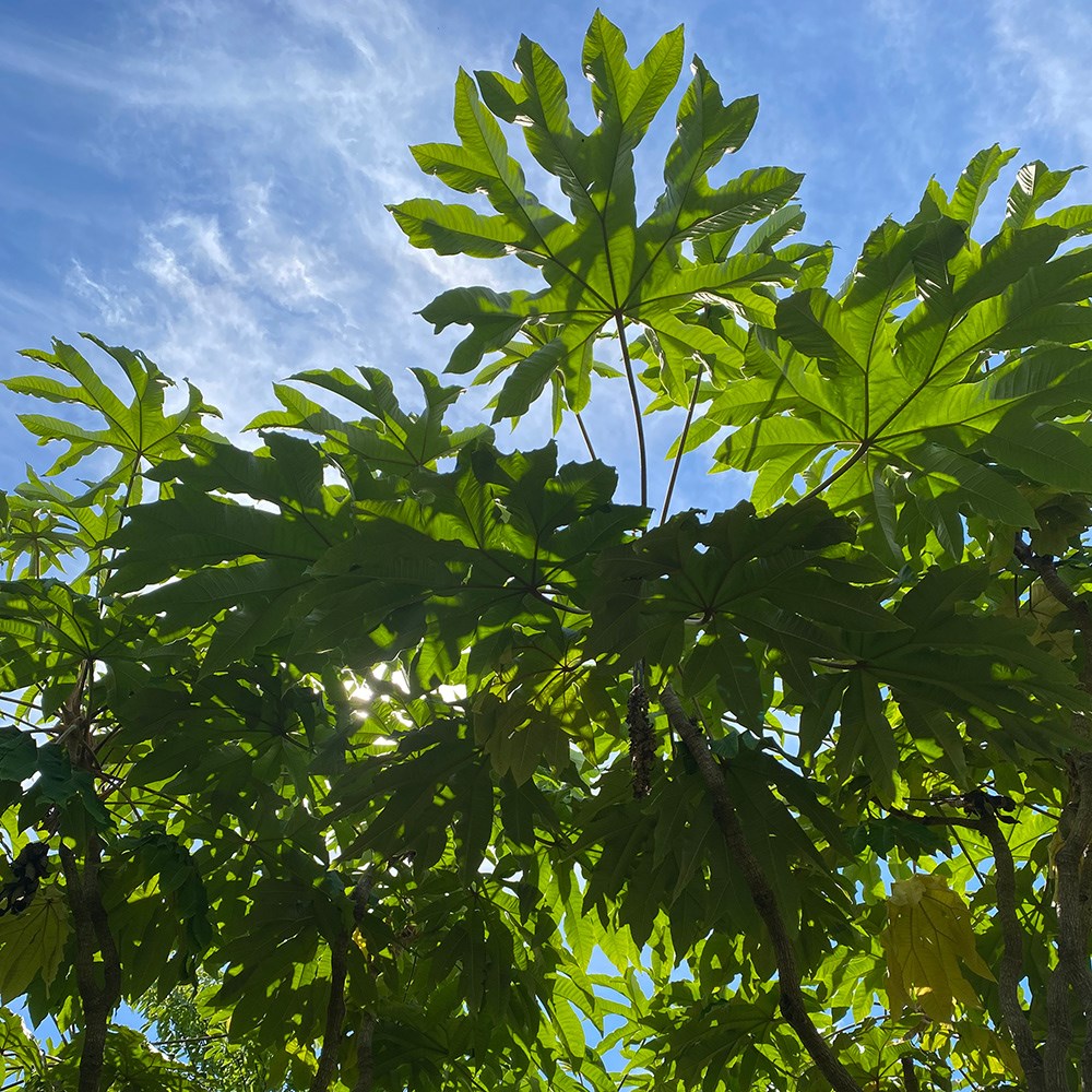 <i>Tetrapanax papyrifer</i> 'Rex'
