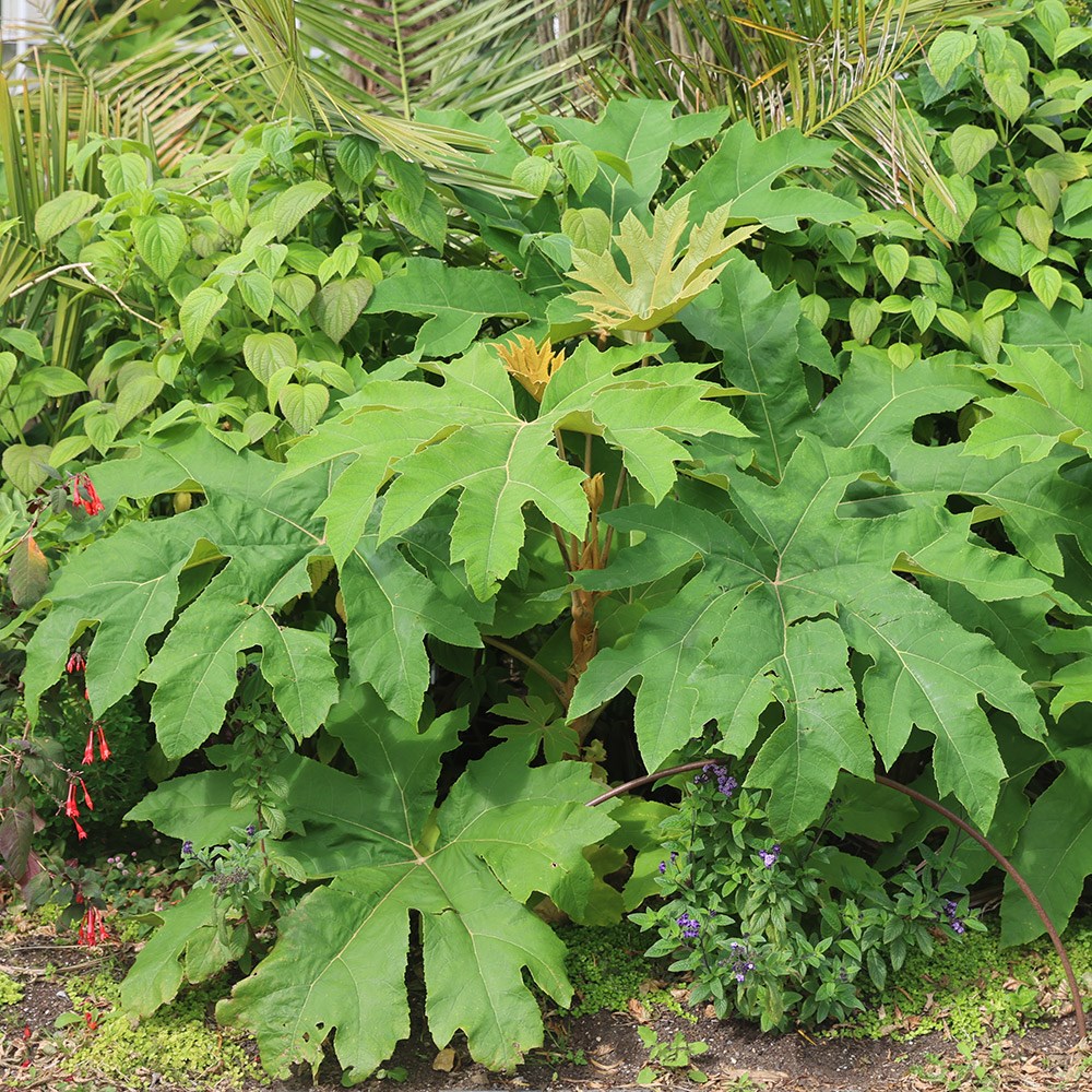 <i>Tetrapanax papyrifer</i> 'Rex'