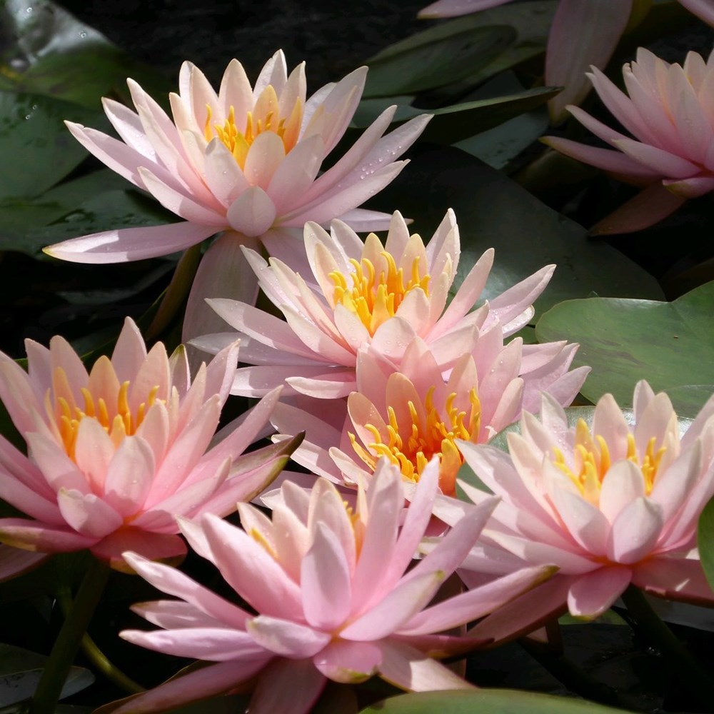 <i>Nymphaea</i> 'Colorado'