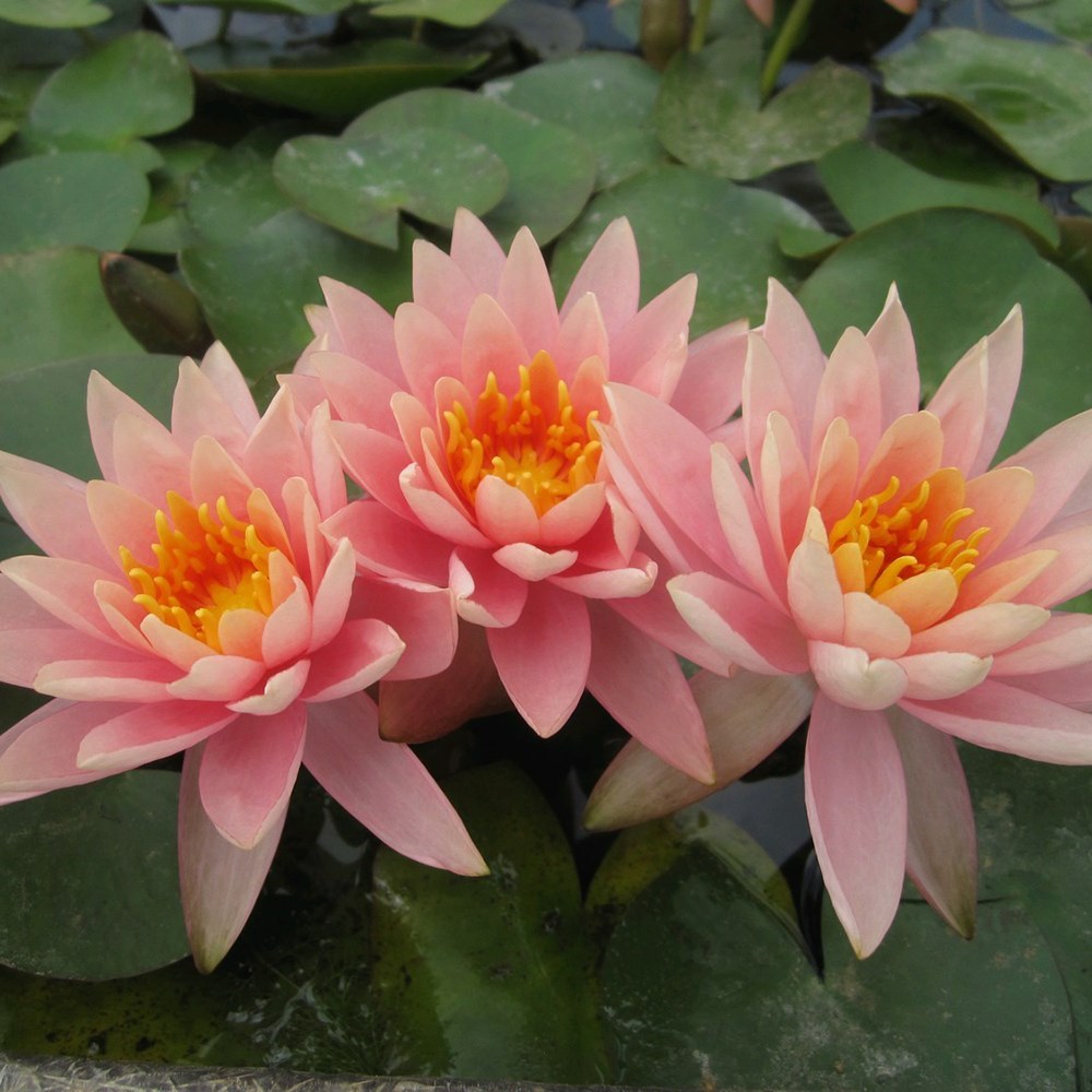<i>Nymphaea</i> 'Colorado'
