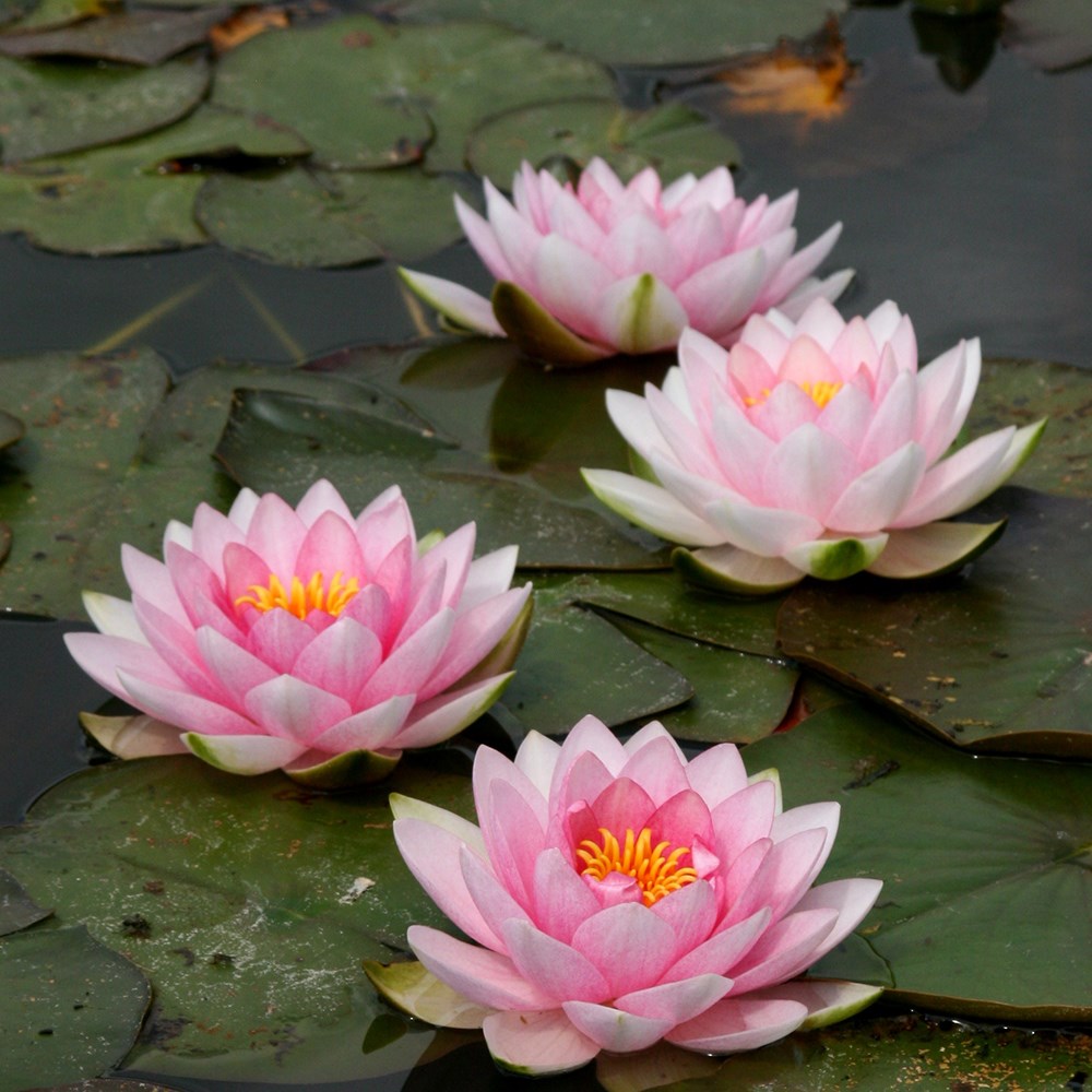 <i>Nymphaea</i> 'Hollandia'
