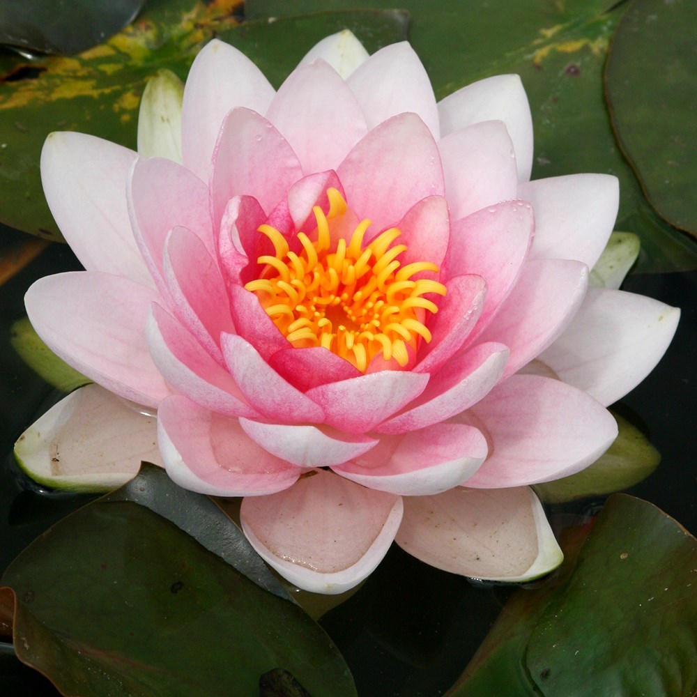 <i>Nymphaea</i> 'Hollandia'
