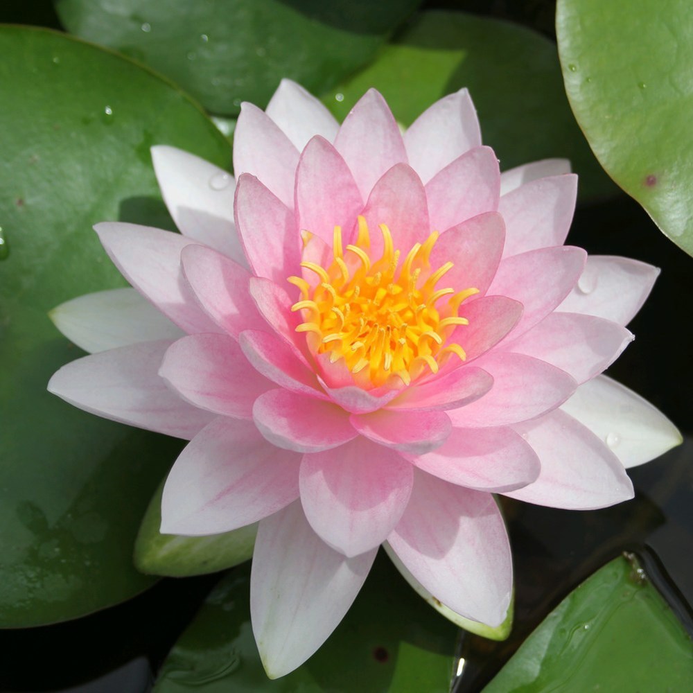 <i>Nymphaea</i> 'Hollandia'