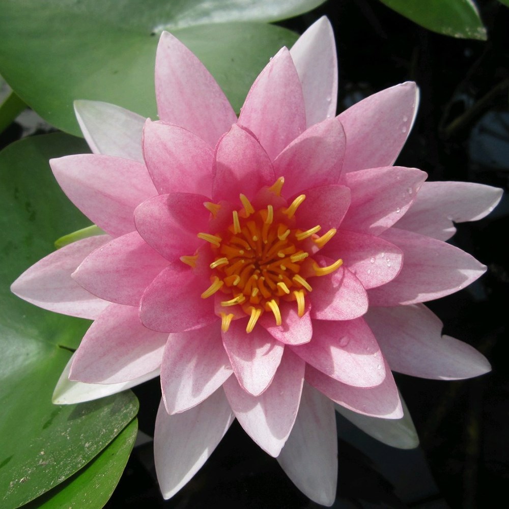 <i>Nymphaea</i> 'Hollandia'